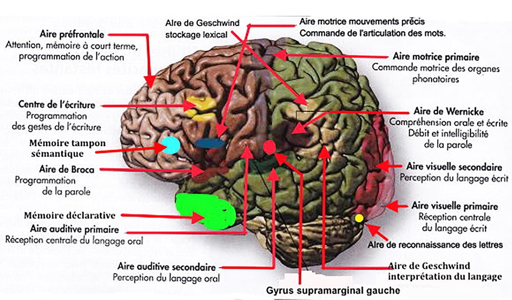 Sciences cognitives : la grande importance de  l’interconnexion  entre la communication écrite et la communication verbale